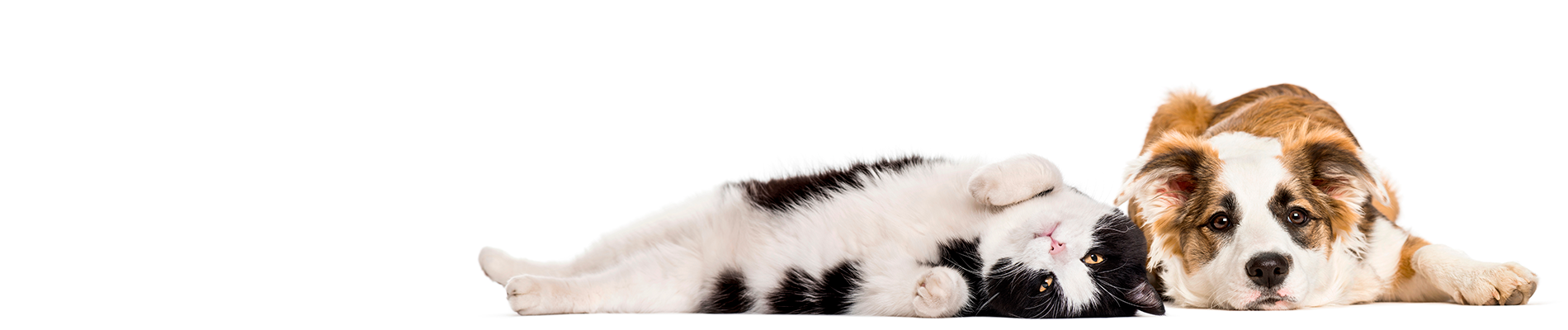 Hund og kat sundhedsundersøgelse, behandling, konsultation