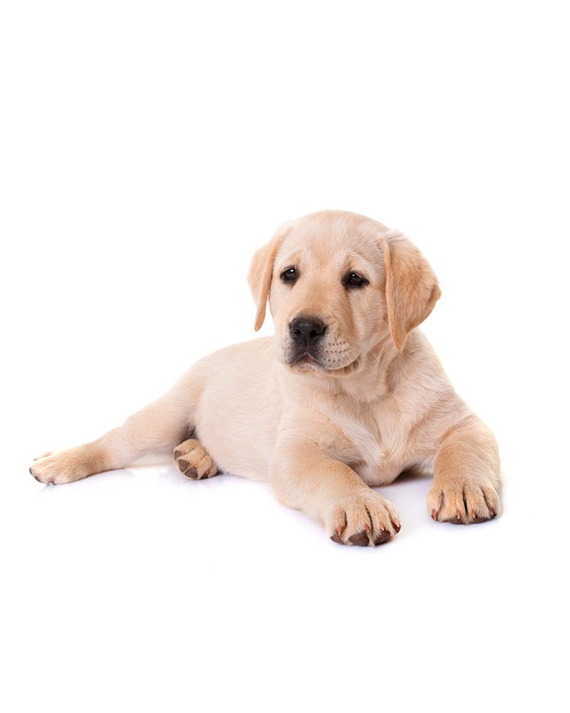 liggendehund