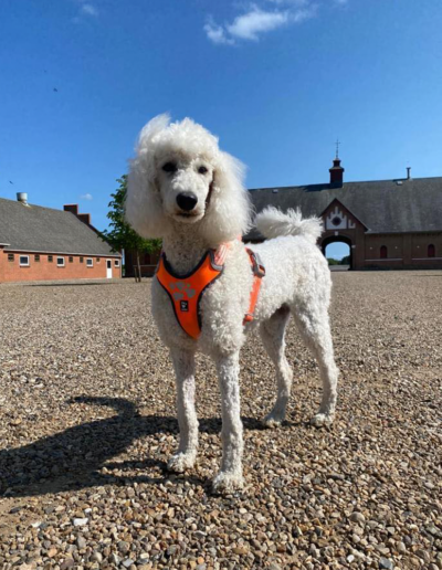 Terkel, puddelhund, gårdens hund