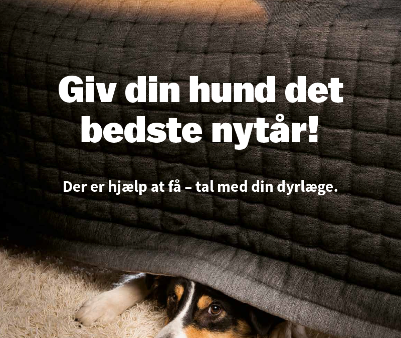 Er din hund klar til nytårsaften?