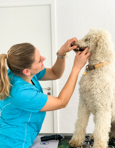 Sundhedstjek og tandpleje af hund